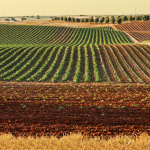 Impactos e Desafios da Aviação Agrícola no Interior de Minas Gerais