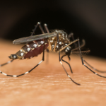 Dengue em Minas Gerais dispara e expõe fragilidades no controle da doença