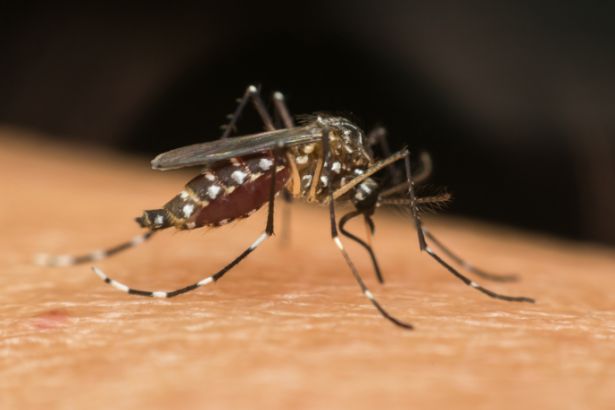 Dengue em Minas Gerais dispara e expõe fragilidades no controle da doença