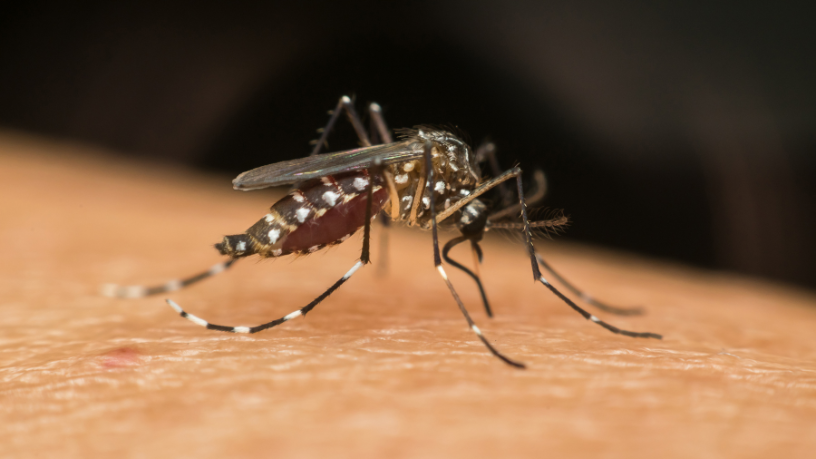 Dengue em Minas Gerais dispara e expõe fragilidades no controle da doença